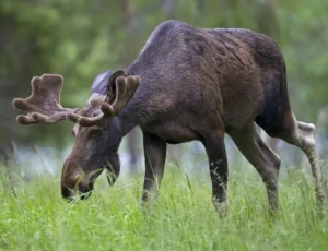 What Does a Moose Eat?