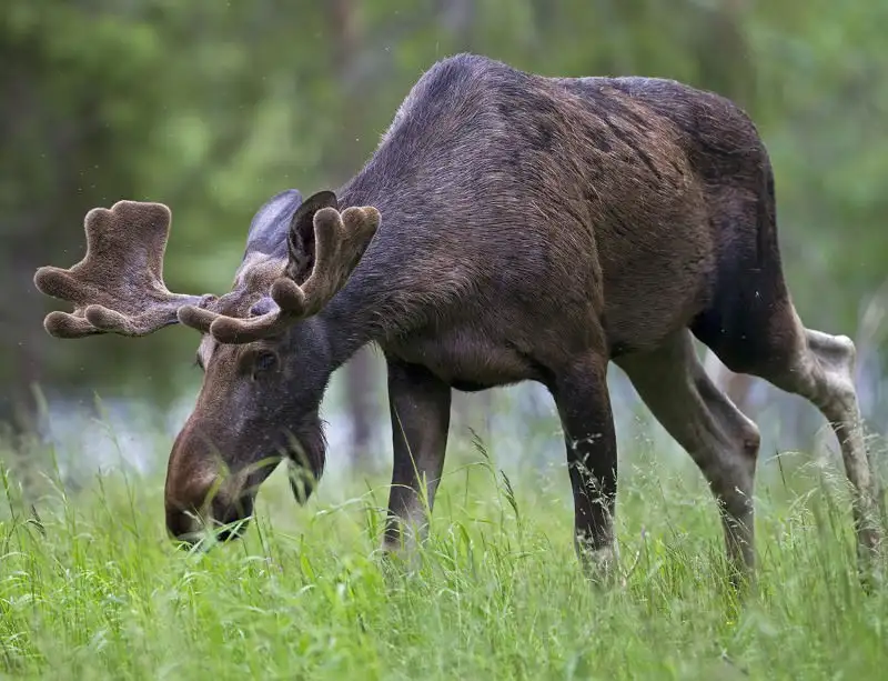 What Does a Moose Eat?