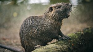 What Is a Nutria? Key Facts About This Unique Species