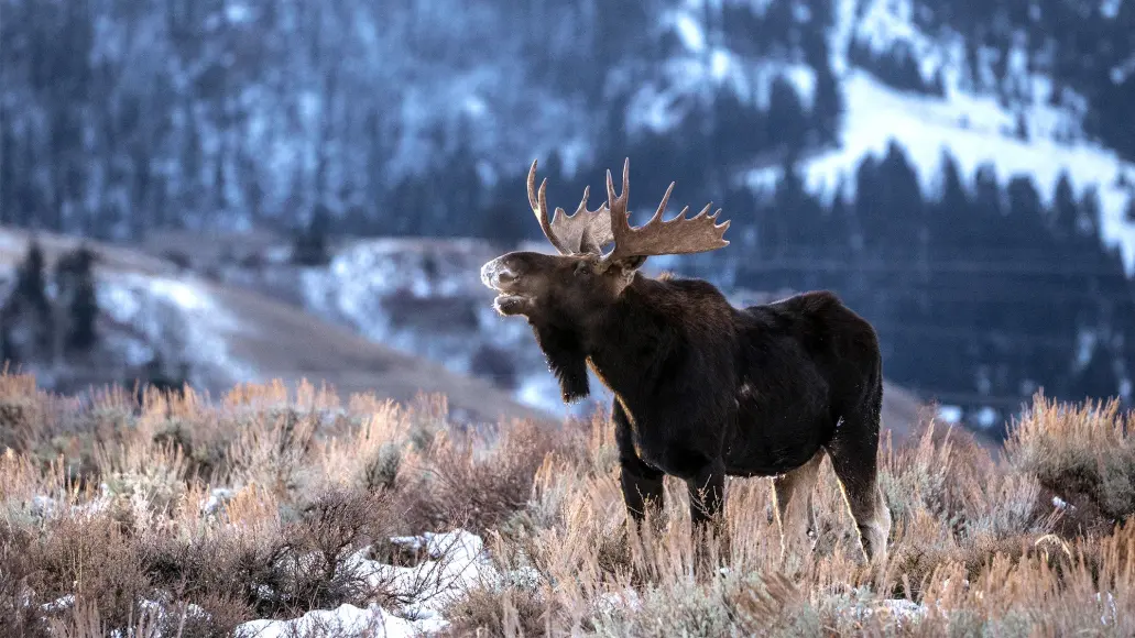 What Sound Does a Moose Make? - World Deer