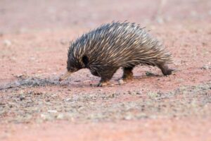 Why are echidnas considered "living fossils"?