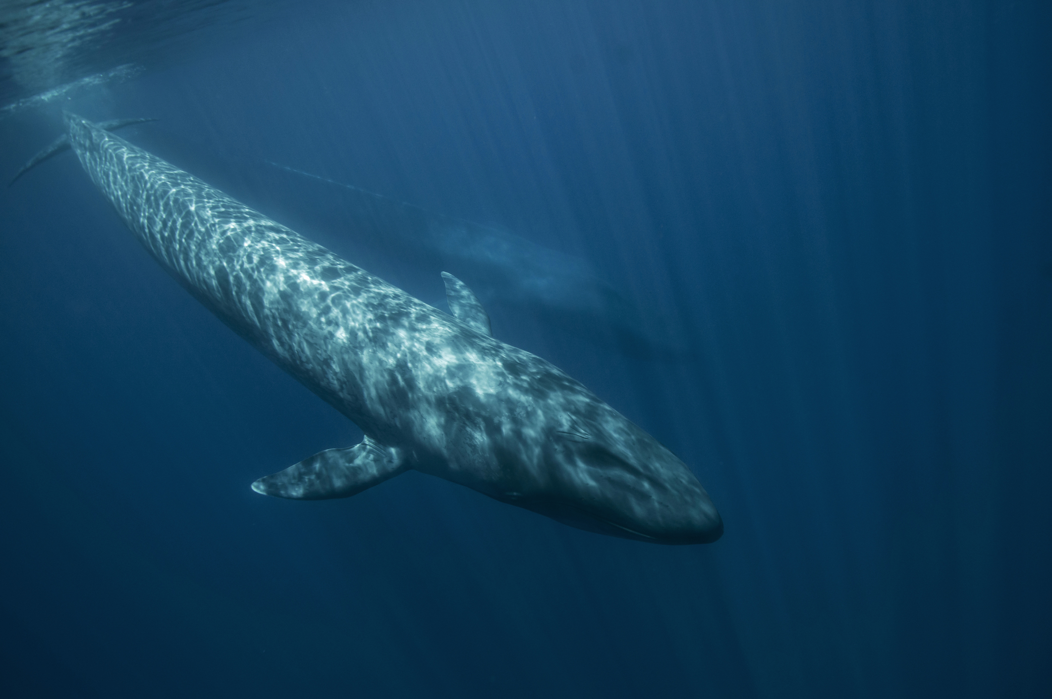 blue whale Lifespan and Reproduction