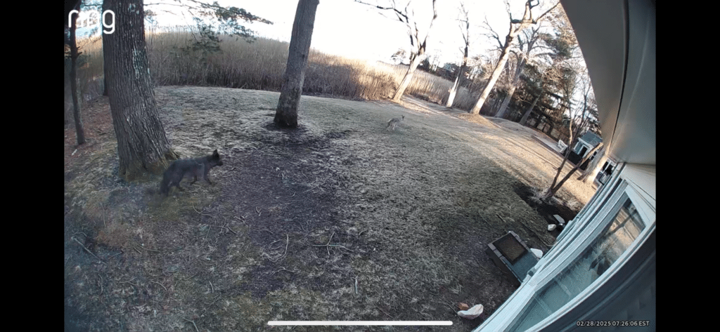 Two coyotes in my back yard in seekonk MA feb 28 2025