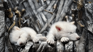 real dire wolf pups