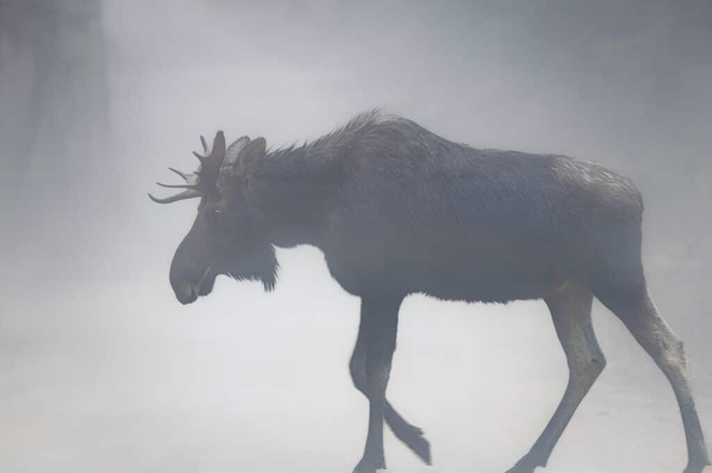 Moose found in Massachusetts in the fog. Very uncommon