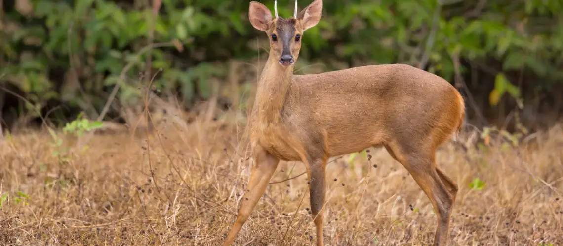 brocket-deer-information-facts-photos-mazama-deer-world-deer