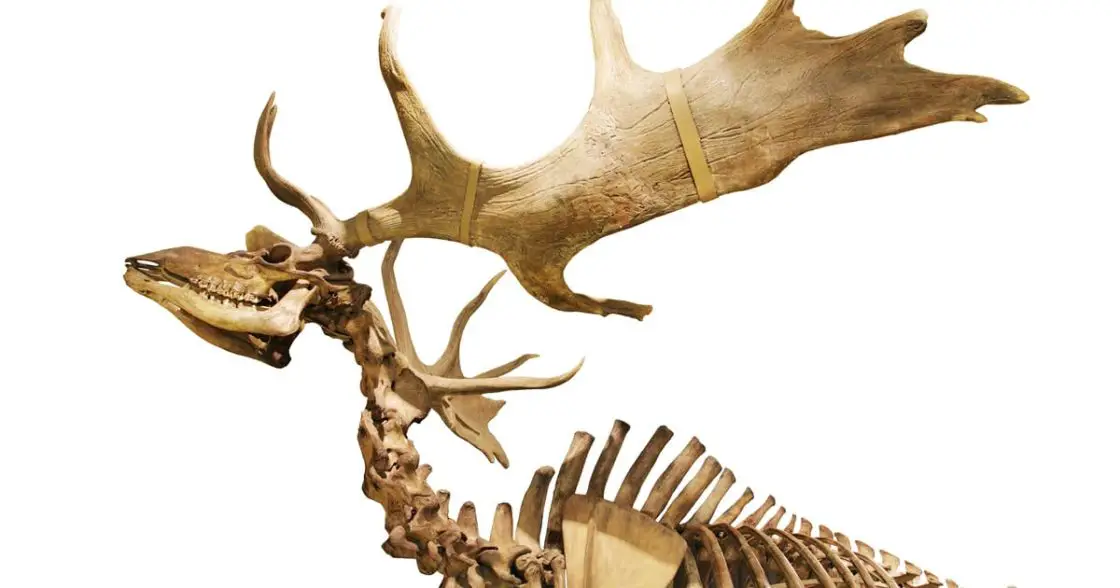 Deer Bones