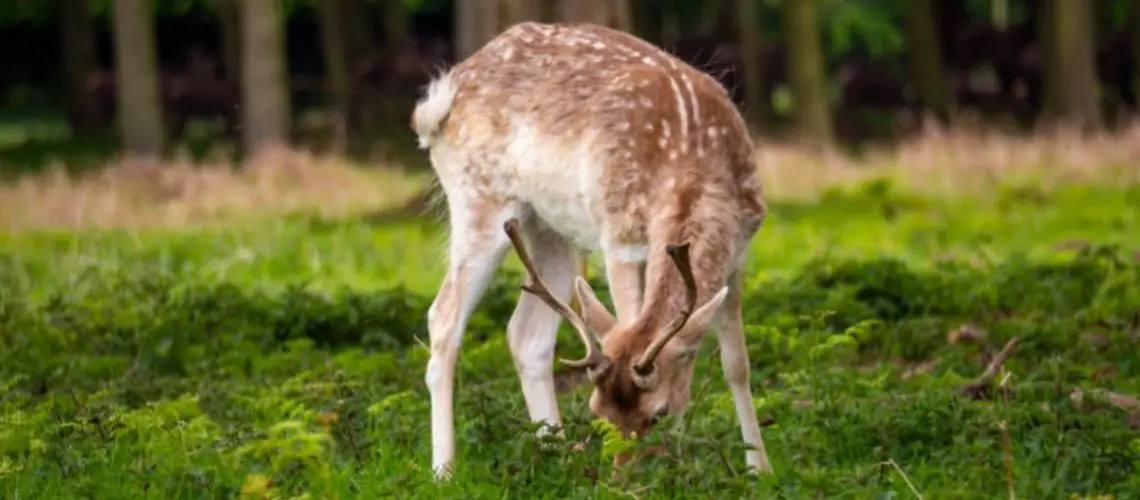 Deer Digestive System