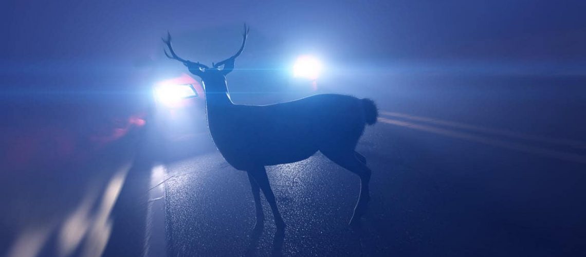 Deer in Headlights Meaning