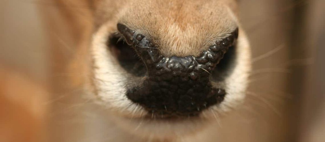 Deer Nose