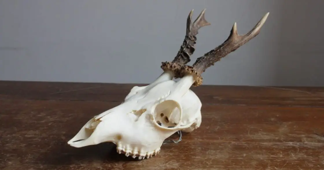 Deer Skull Anatomy