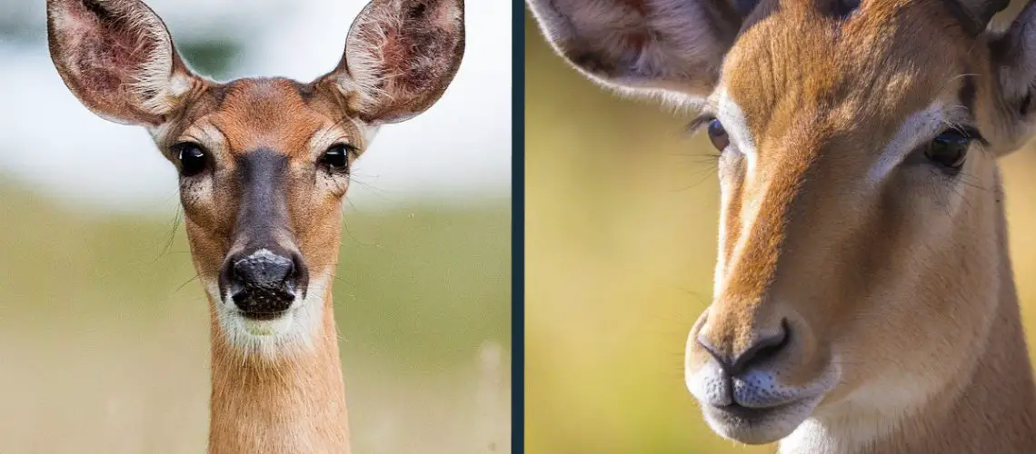 Deer vs Antelope
