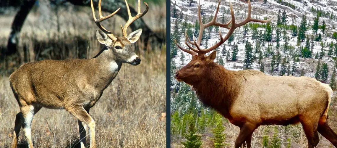 Deer vs Elk