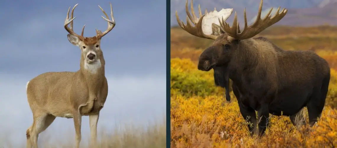 Deer vs Moose