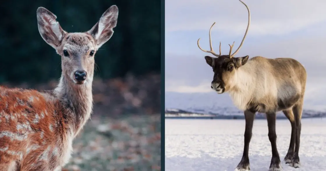 Deer vs Reindeer