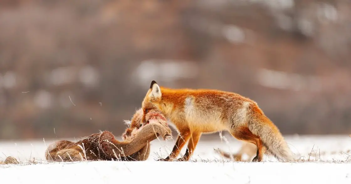 Do Fox Eat Deer