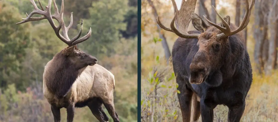 Elk vs Moose