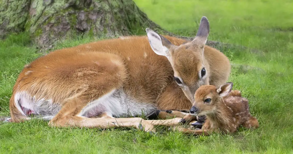 When do deer clearance give birth