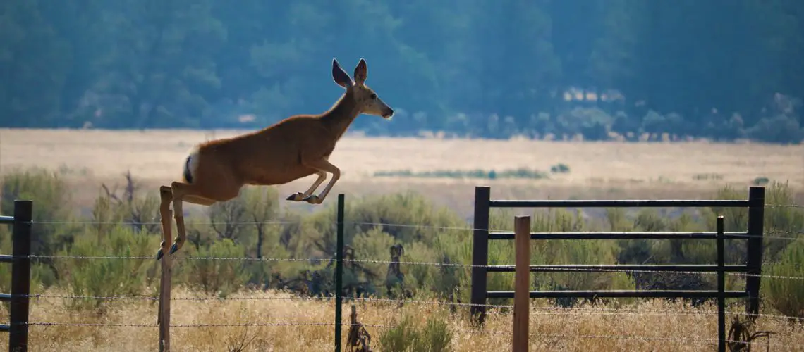 How High Can a Deer Jump