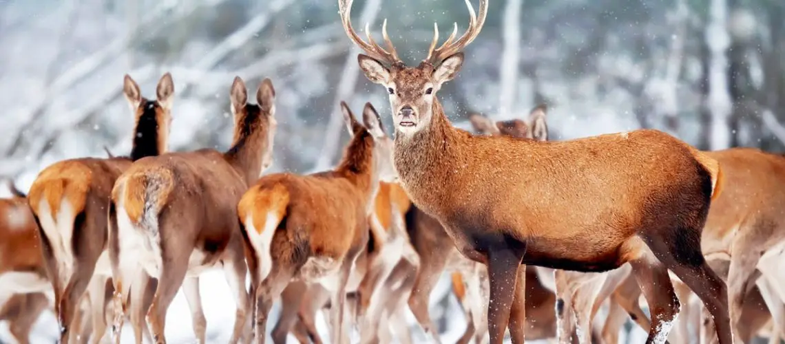 How Many Deer Are In a Herd