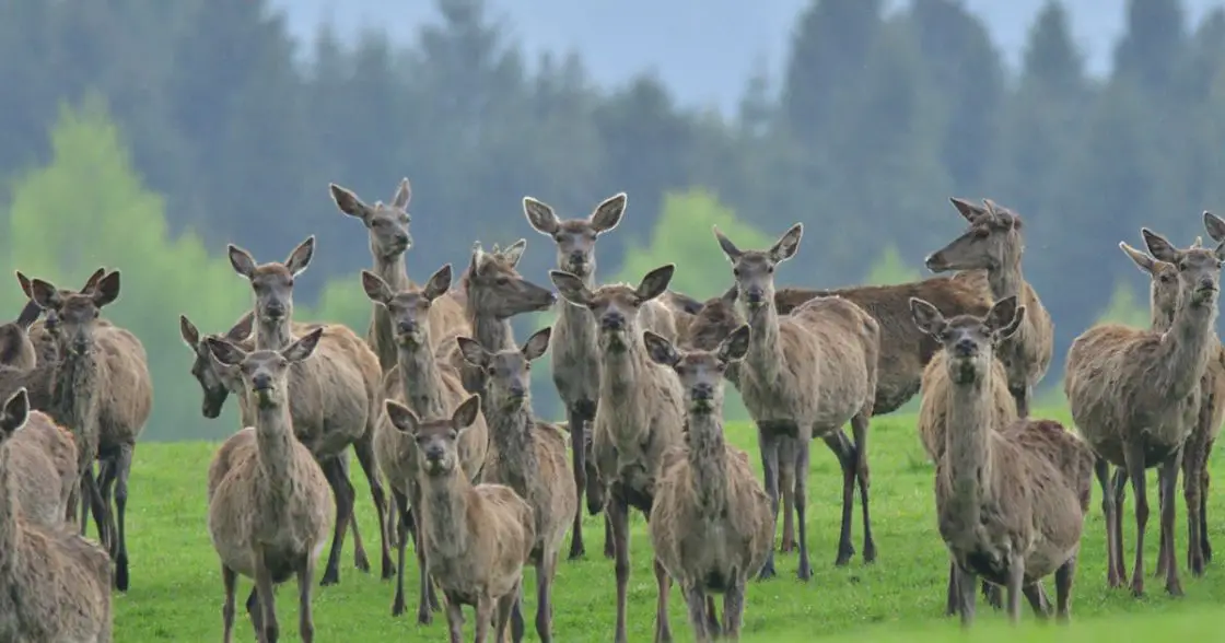 How Many Deer Per Acre
