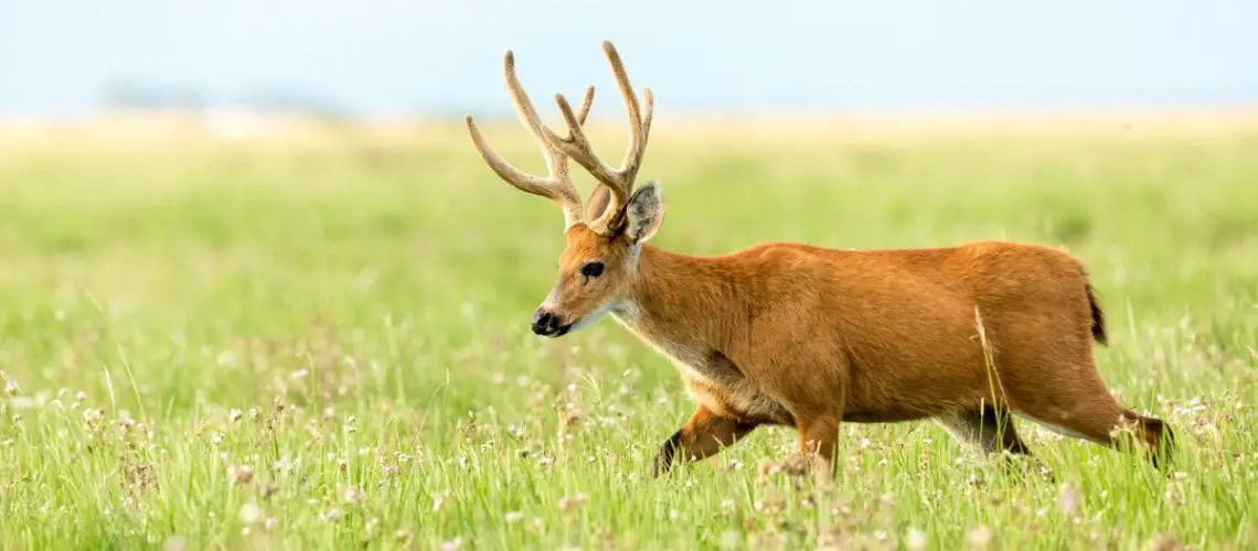 Marsh Deer Facts & Information | Blastocerus Dichotomus - World Deer