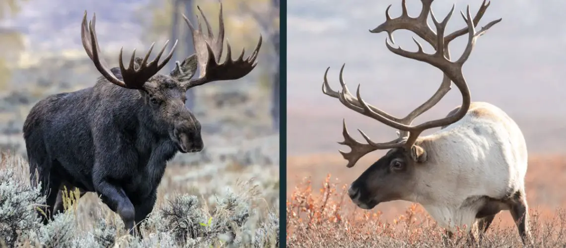 Moose vs Caribou
