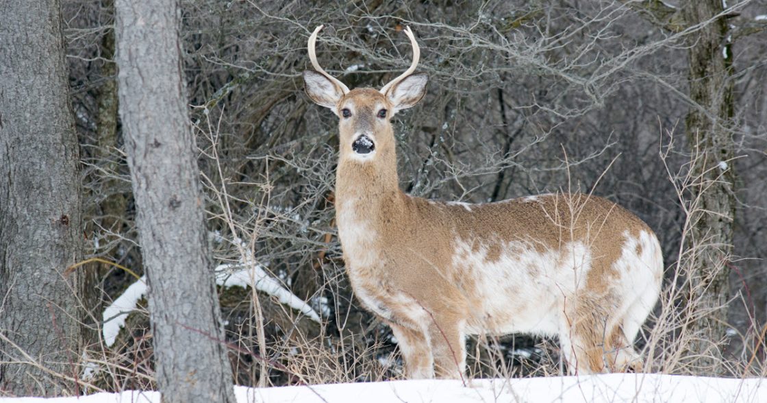 Piebald Deer