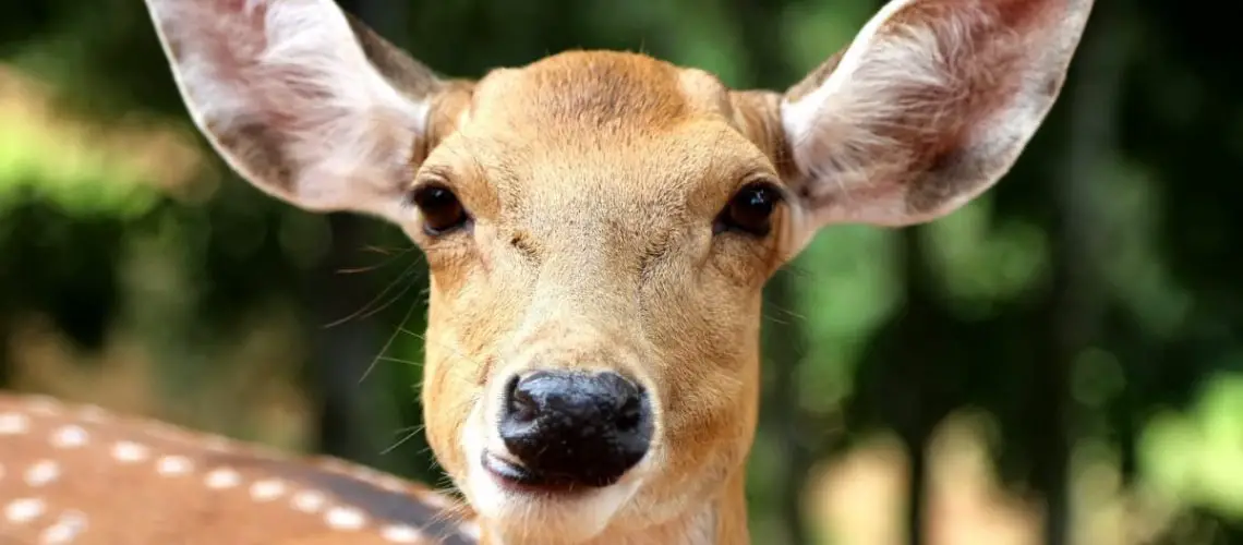 what-does-it-mean-when-a-deer-stares-at-you-