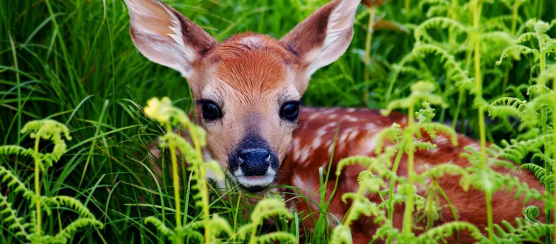 What is a Baby Deer Called