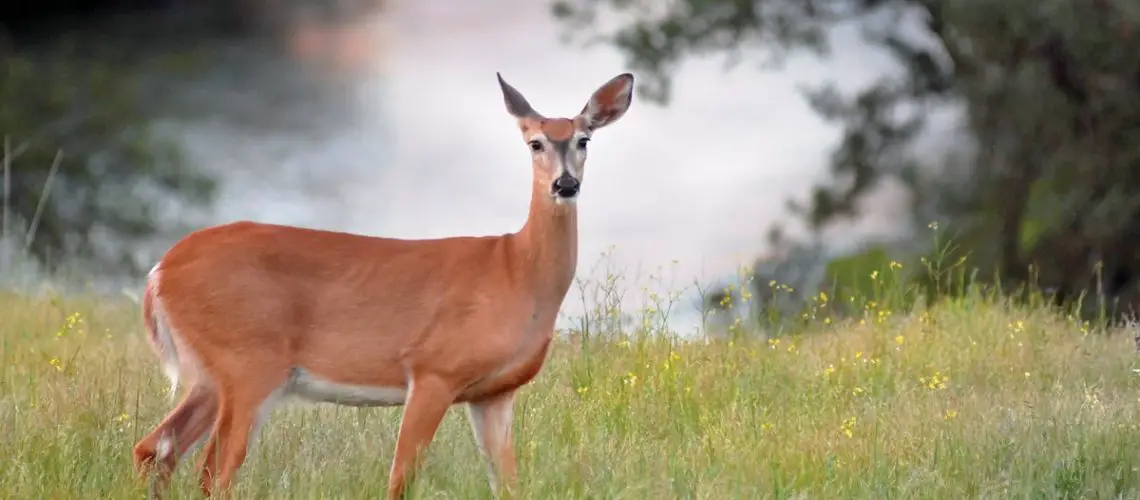 What is a Female Deer Called