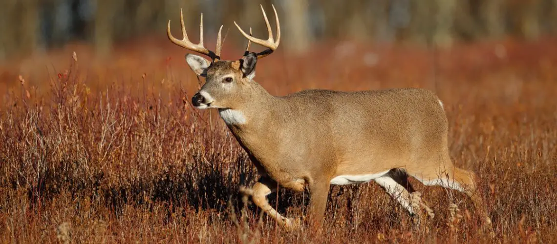 When to Rattle for Bucks