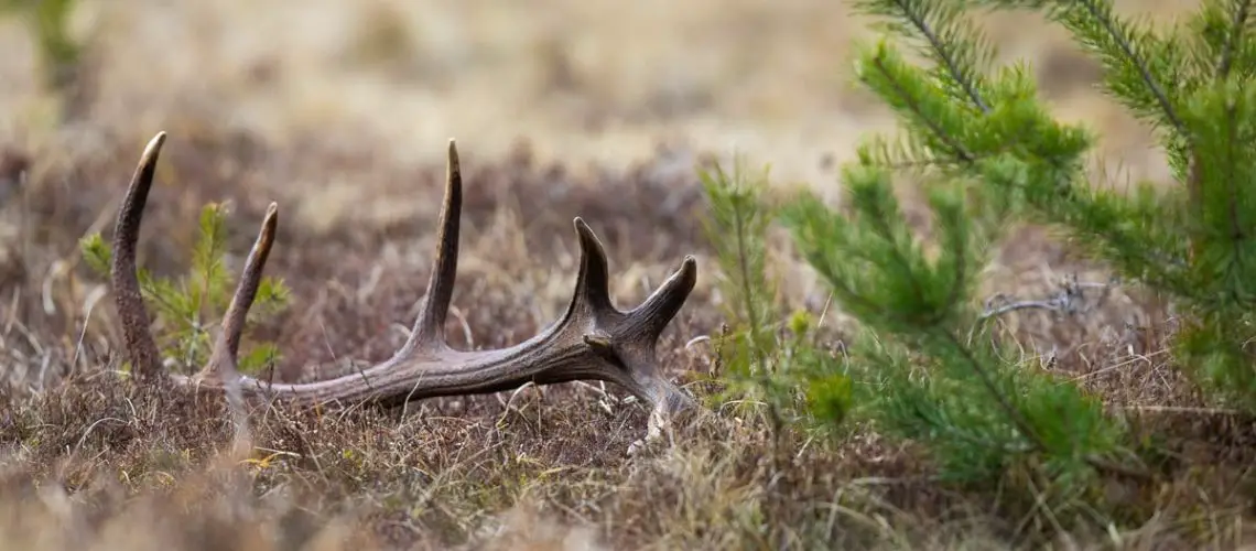 Where to Find Deer Antlers